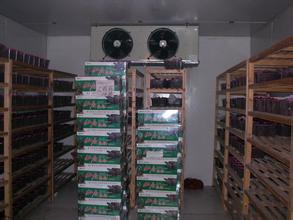 楊梅保鮮冷庫保鮮方法